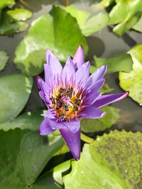 Close-up of insect on purple water lily