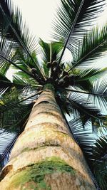 Low angle view of palm tree against sky