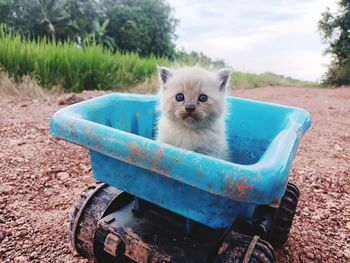 Portrait of cat sitting on field