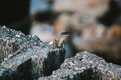 Close-up of lizard on rock