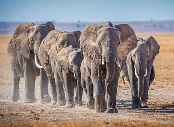 View of elephant