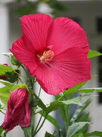 Close-up of red hibiscus blooming outdoors