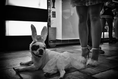 Portrait of dog standing on floor at home