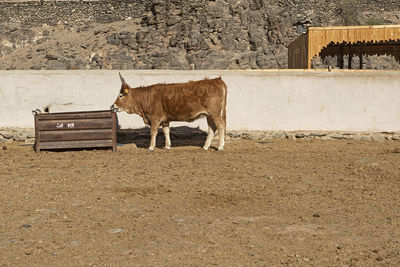 Cow standing in a field