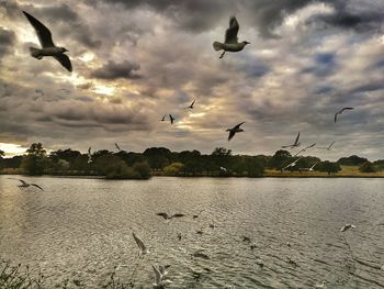 Birds flying over dramatic sky