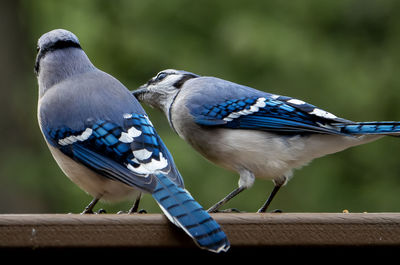 Two jays on the deck