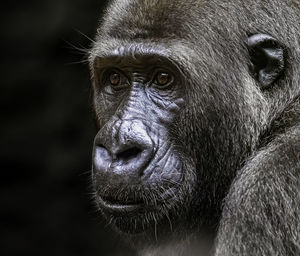Close-up portrait of gorilla at zoo