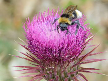 Close-up of honey bee on pink flower