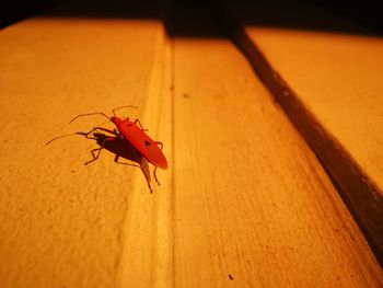 Close-up of insect on table