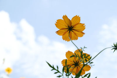 Low angle view of yellow flowering plant against sky