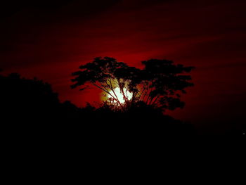 Silhouette of trees at sunset