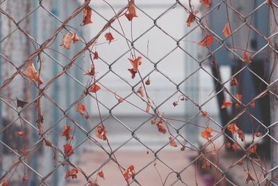 Full frame shot of chainlink fence outdoors