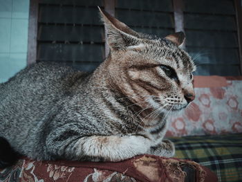 Close-up of a cat looking away