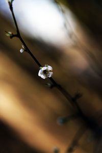 Close-up of white flower on twig