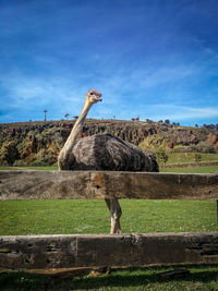 View of giraffe on grassy field against sky