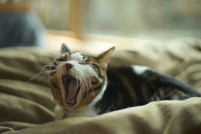 Close-up of cat lying on bed at home