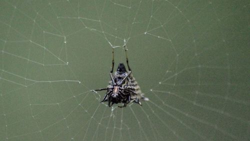 Close-up of insect on wall