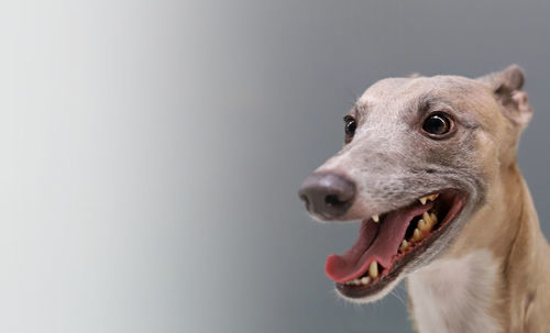 Close-up of a dog