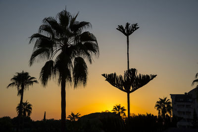 palm tree
