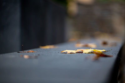 Close-up of yellow leaf on street