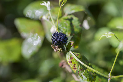 Close-up of fruits growing on plant