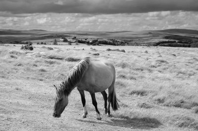 Horse grazing on grassy landscape