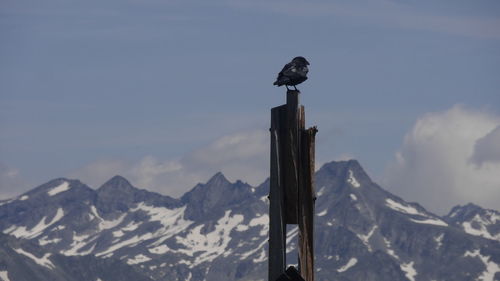 Bird perching on wooden post against snowcapped mountains