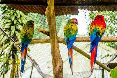 View of birds perching on branch