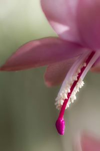 Close-up of pink day lily blooming outdoors