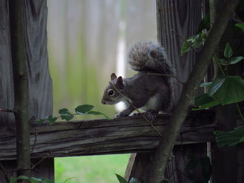 Close-up of squirrel on tree