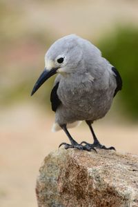 Close-up of bird perching on branch