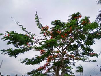 Low angle view of flowering plant against sky