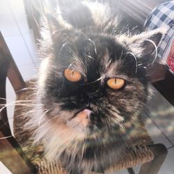 Close-up portrait of a cat