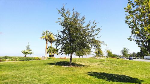 Trees on grassy field