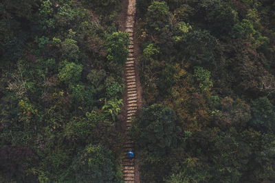 High angle view of man on steps amidst trees in forest