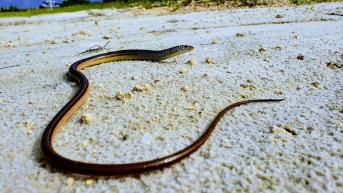 High angle view of lizard on land