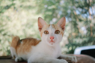 Portrait of cat sitting outdoors