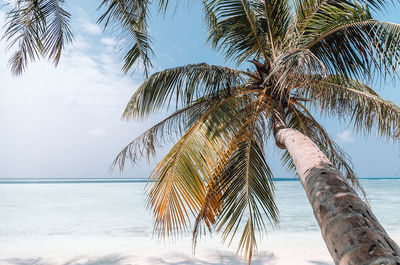 Palm tree by sea against sky