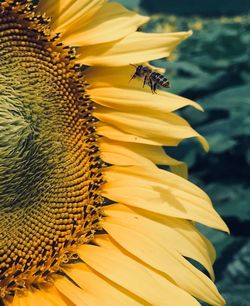 Bee pollinating on sunflower