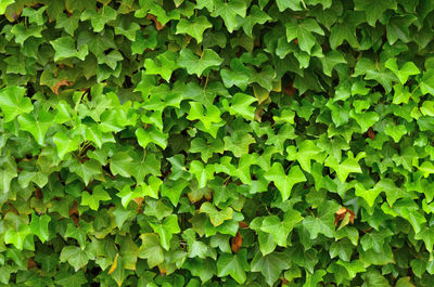 Full frame shot of ivy growing on field