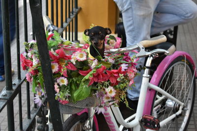 Rear view of woman with dog sitting on bicycle
