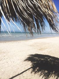 Palm tree on beach against sky