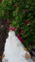 Cat on plants