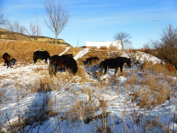 Horses in a field