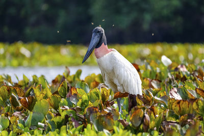 Close-up of bird perching on field