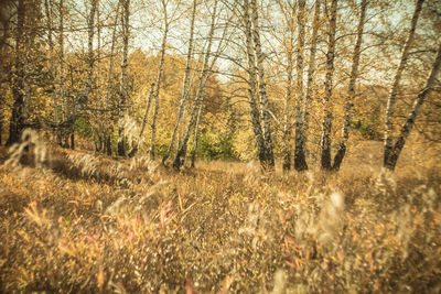 Trees growing in forest