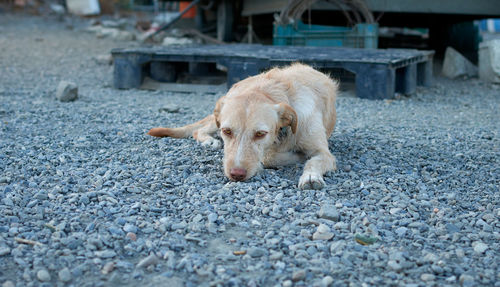 View of a dog on road