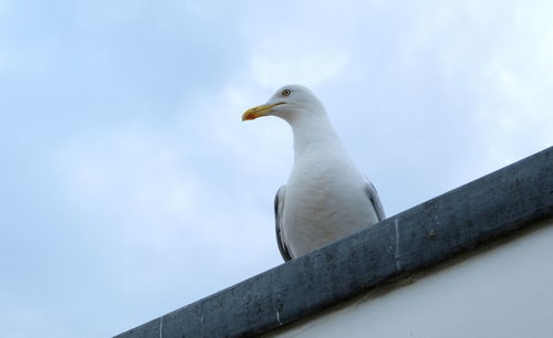 bird