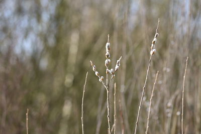 Close-up of flowering plants on land