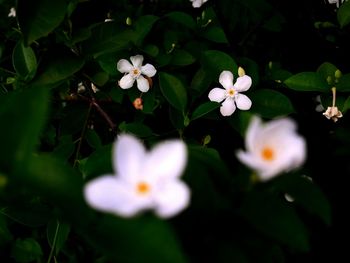 Close-up of flowers blooming outdoors